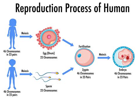la fécondation donne naissance à un embryon qui se fixe dans l'utérus et se développe tout en étant relié au placenta de. . Reproduction in humans real